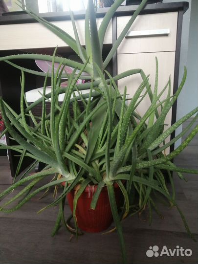 Алоэ вера растение