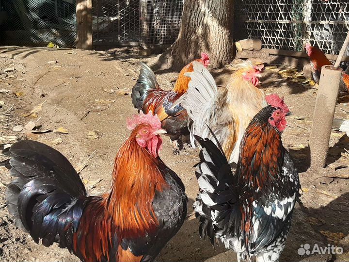 Карликовые петушки