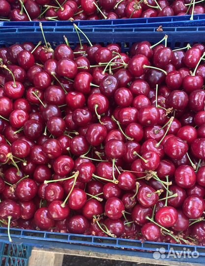 Черешня оптом
