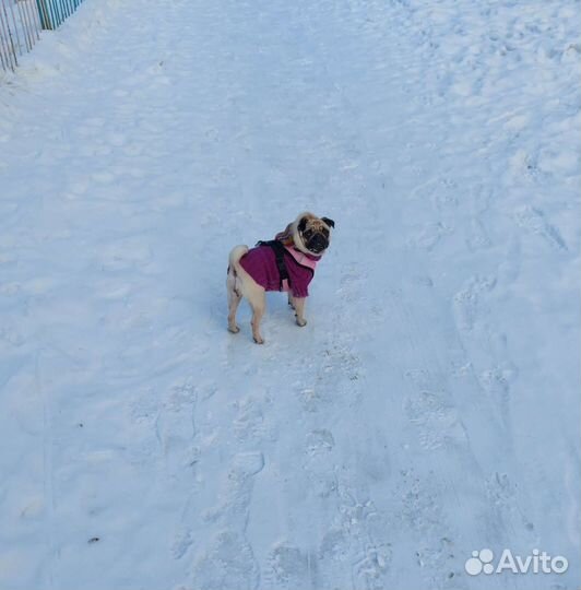 Кофта, толстовки, шапка и комбинезоны для собак