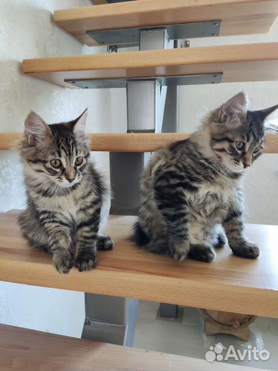 Котята курильский бобтейл