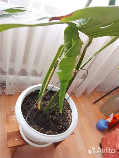 Монстра лакомая 100%оригинал