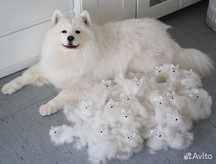 Экспресс линька собак и кошек