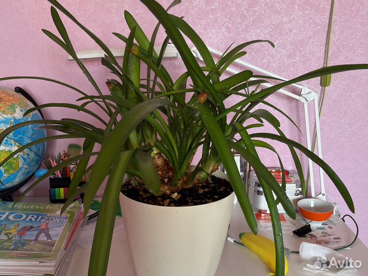 Кливия