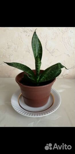 Сансевиерия щучий хвост