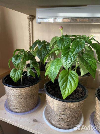 Перец комнатный (декоративный)