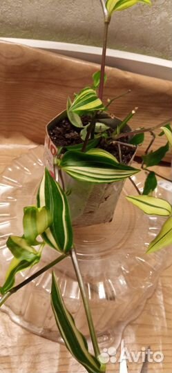 Традесканция желтый холм