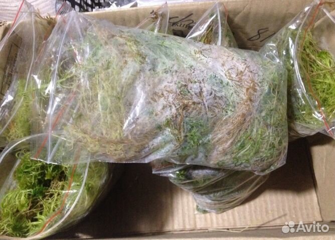 Мох сфагнум живой