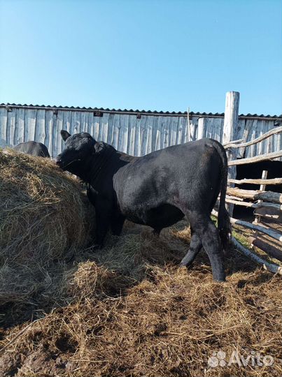 Быки породы абердин