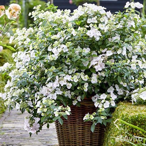 Саженцы Гортензии гибр. Сбежавшая невеста доставка