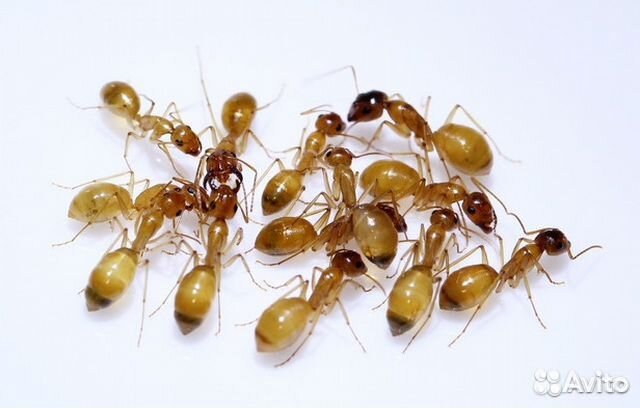 Camponotus fedtschenkoi федчи кампонотус федченкой