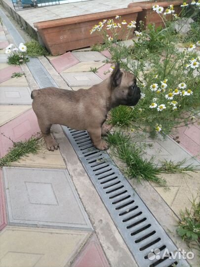 Французский бульдог девочка