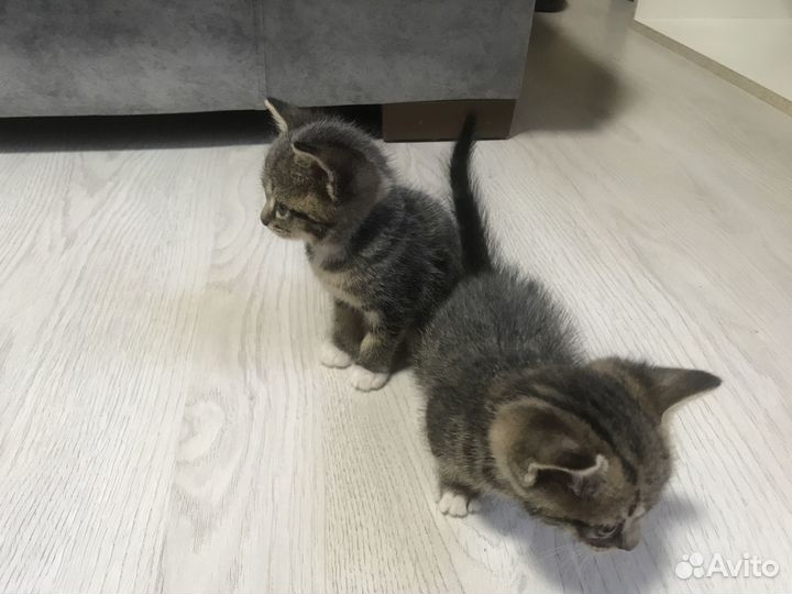 Котятки в добрые руки