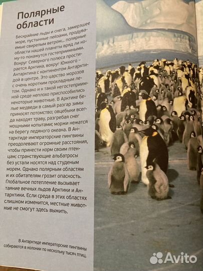 Энциклопедия животных детская