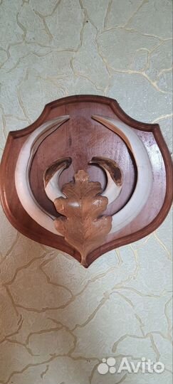 Клыки кабана на резном медальоне