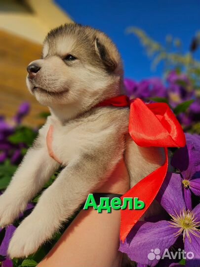 Щенки маламут