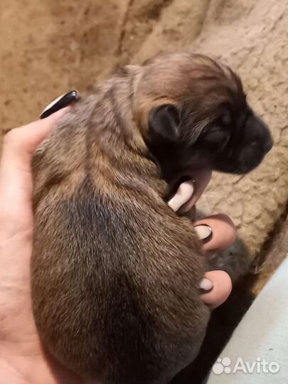 Щенок в хорошие руки