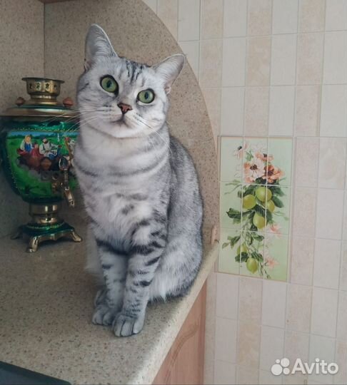 Кошка на новоселье