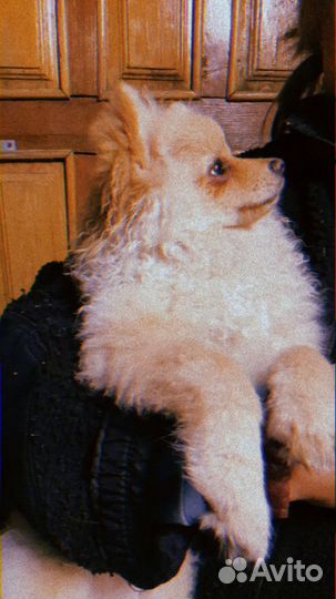 Померанский шпиц