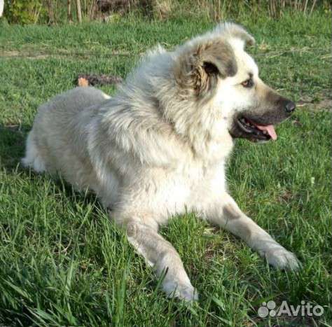 Аманда ищет дом