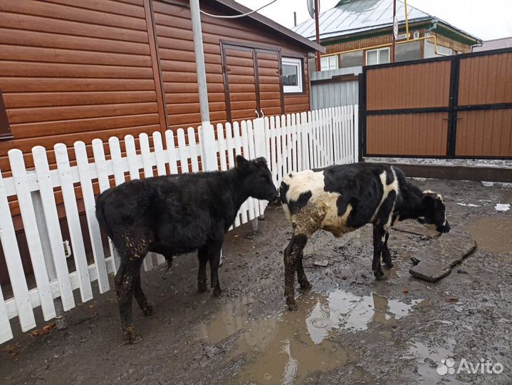 Бычки и телята
