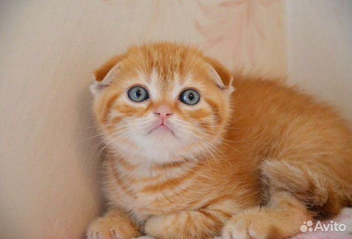 Эксклюзивный яркое золото вислоухий котик