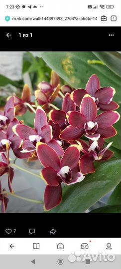 Орхидея фаленопсис Taisuco Kobold