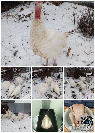 Индюки домашние на мясо