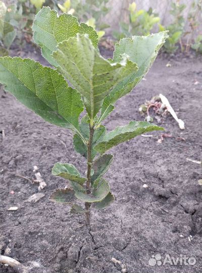 Сеянцы боярышника