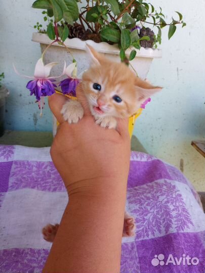 Котятки