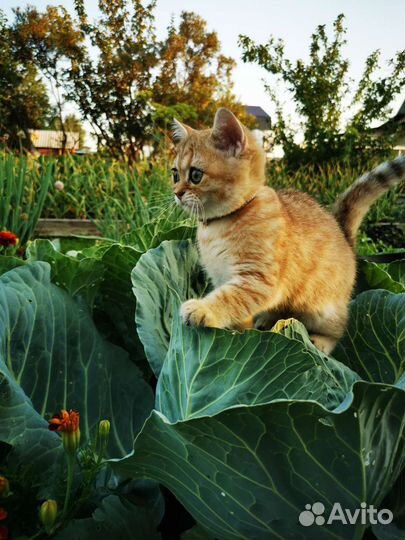 Котенок шотландской породы ny24