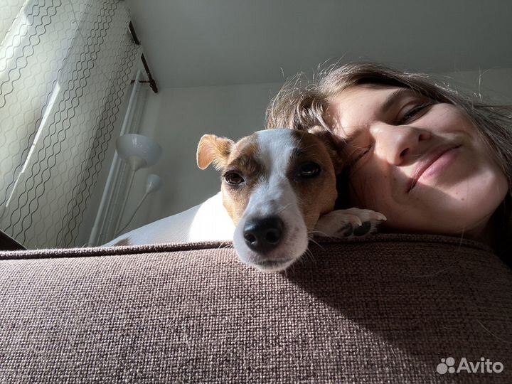 Передержка домашних животных