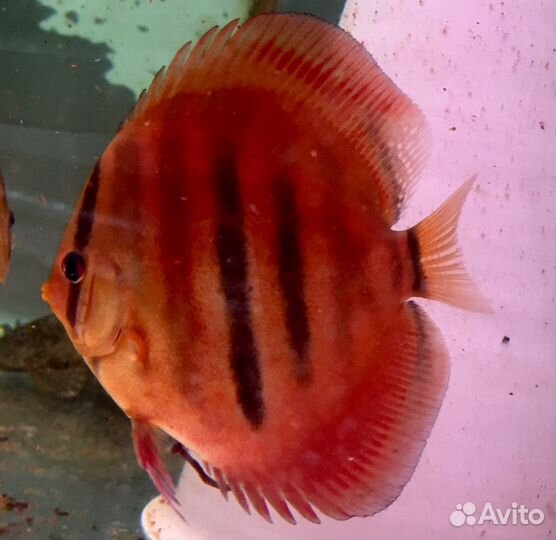 Продажа дискусов