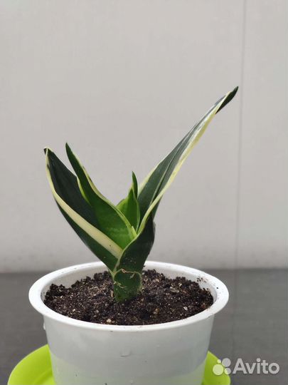 Сансевиерия ханни