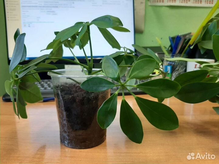 Комнатные цветы шефлера