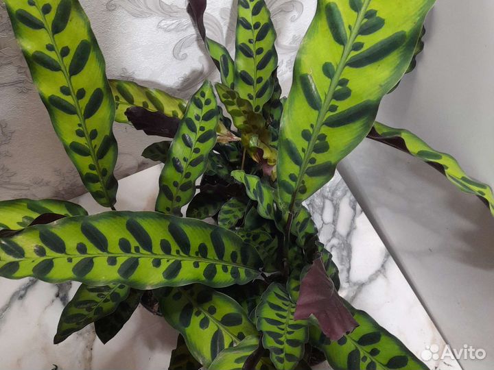 Калатея insignia