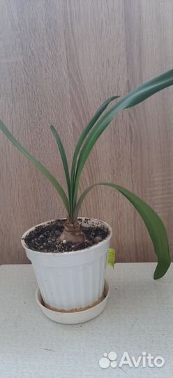 Гиппеаструм