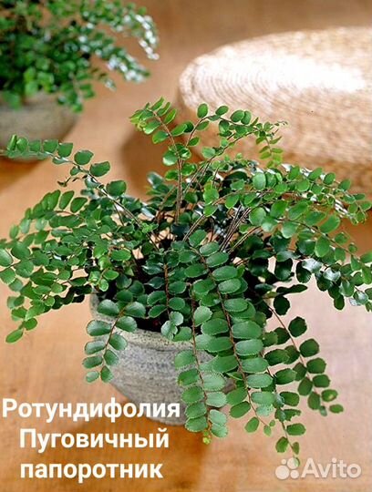 Папоротники разные