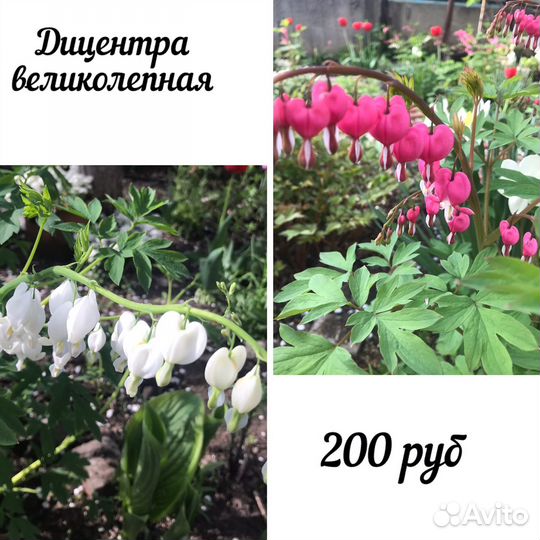 Многолетние садовые цветы