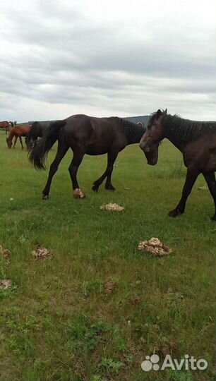 Лошадь жеребец