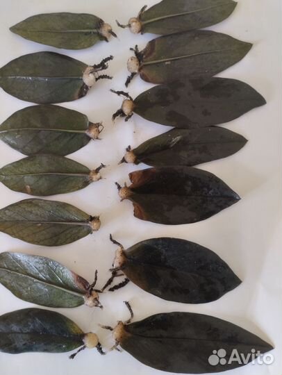 Замиокулькас черный равен