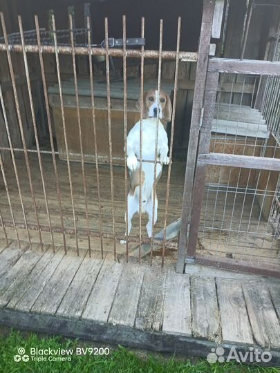 Эстонская гончая