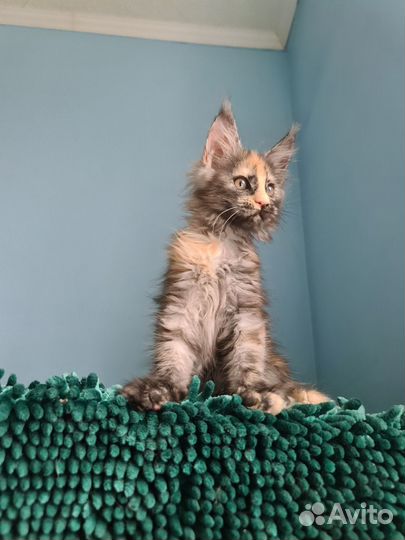 Красотка черепашка