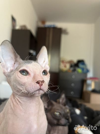 Донской сфинкс