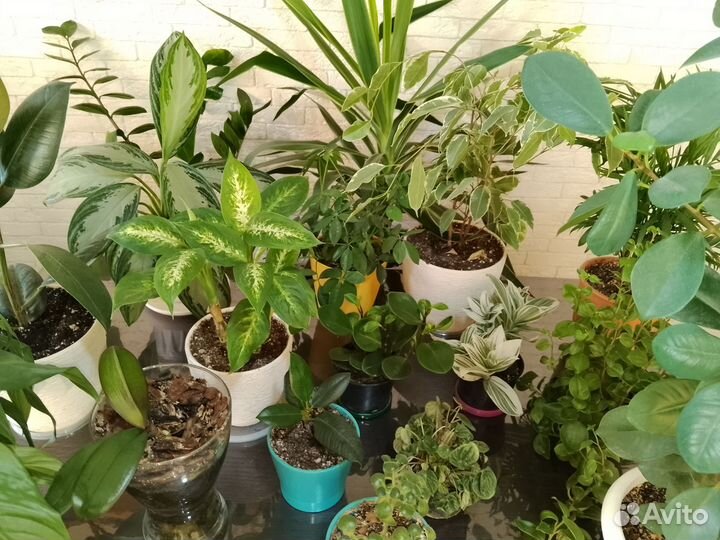 Комнатные растения цветы