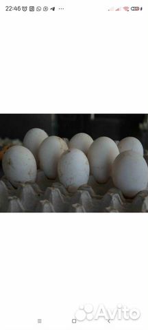 Яйца индоутки инкубационные