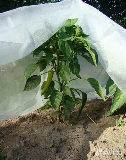 Агроспан спанбонд укрывной материал для растений