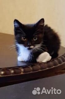 Котенок около 2 мес