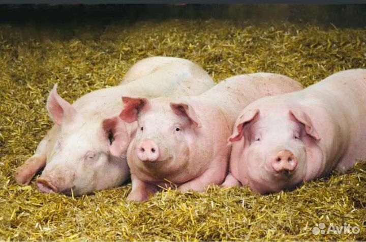 Семя элитных хряков