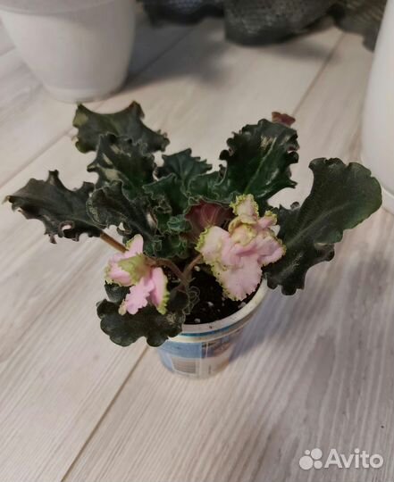 Комнатные цветы